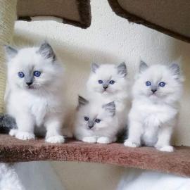 Ragdoll Katzen!! Geimpft, Entwurmt