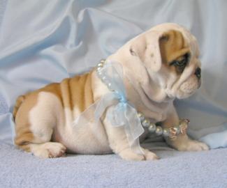 englische Bulldogge Welpen zur Annahme