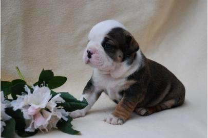 English Bulldog H�ndin und R�de mit Papi