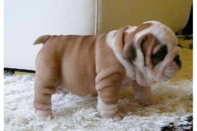 English Bulldog H�ndin und R�de mit Papi