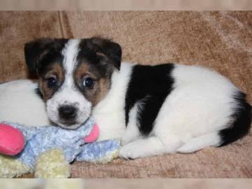 Jack Russell