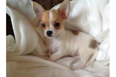 Chihuahua Welpen