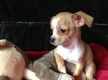 Chihuahua Welpen