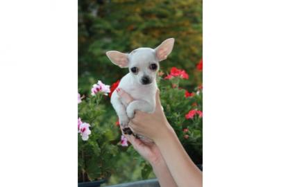 Chihuahua Welpen