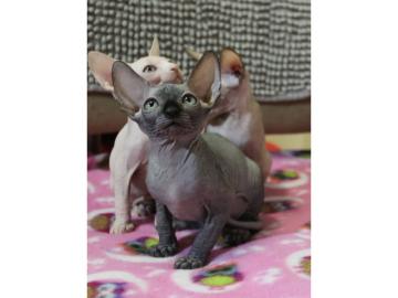 sphynx Kitten mit Stammbaum