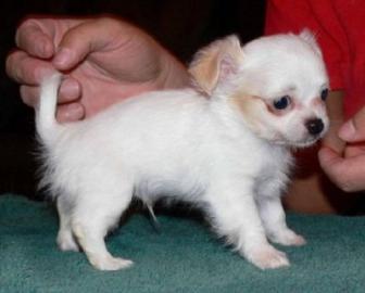 Bildschne Chihuahua Welpen !