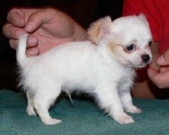 Bildsch�ne Chihuahua Welpen !