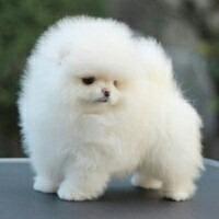 Pomeranian/whatsapp +491732426064