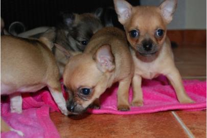 Chihuahua Welpen vom Rosengarten mit Pap