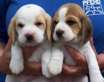 Wundersch�ne Beagle Welpen mit Papieren