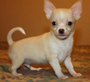 MINI Chihuahua welpen