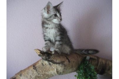Wundersch�ne Maine Coon Kitten