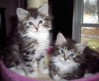 Wundersch�ne Maine Coon Kitten