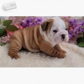 Zuckers??en Englische Bulldogge Welpen. W
