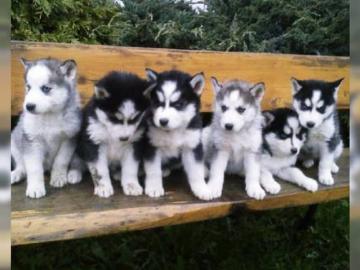 Siberien Husky Whatsapp +4915214389093