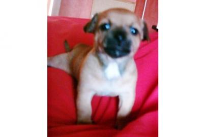 sch�ne Chihuahua Welpen