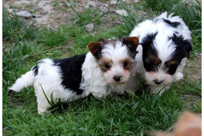 Yorkshire Terrier super mini mini Welpen