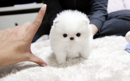 Toy Pom Welpen (Pommern)