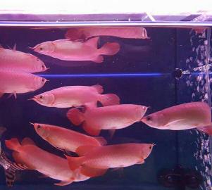 wundersch?ne Arowana Rot ca.  10-30 cm