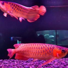 wundersch?ne Arowana Rot ca.  10-30 cm