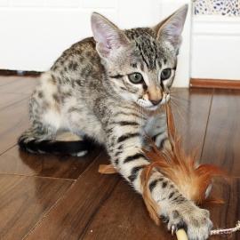 Sch�ne F5 registrierte Savannah Kittens
