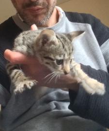 Sch�ne F5 registrierte Savannah Kittens