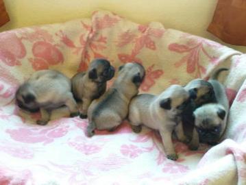 Herausragende Wundersch�ne Mops Welpen!!
