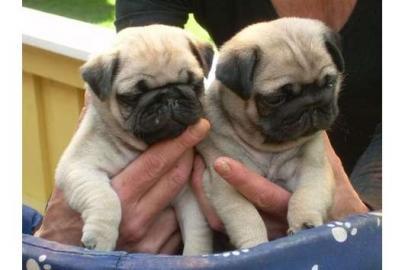 Herausragende Wundersch�ne Mops Welpen!!