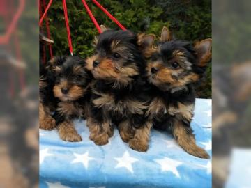 Reinrassige Yorkshire Terrier Welpen