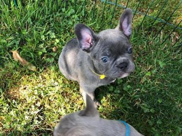 Franz�sischen Bulldogge welpen