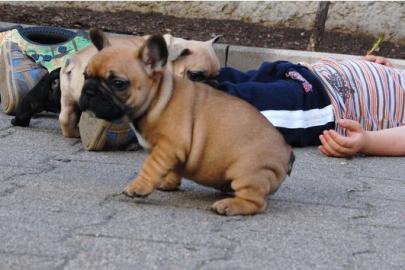 Franz�sische Bulldoggen in choco und mit