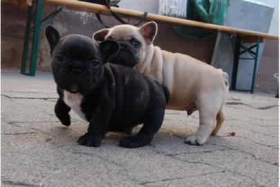 Franz�sische Bulldoggen in choco und mit