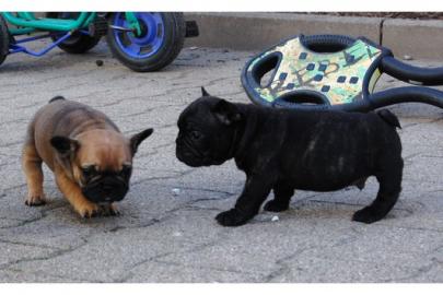 Franz�sische Bulldoggen in choco und mit