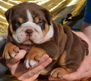 Wundersch�ne englische Bullenhunde mit W