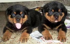 T�pfchen ausgebildet Rottweiler Welpen z