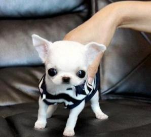 schone Mini chihuahua welpen Zu verkaufe