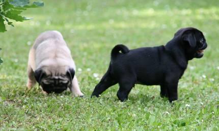 Reinrassige Mops welpen