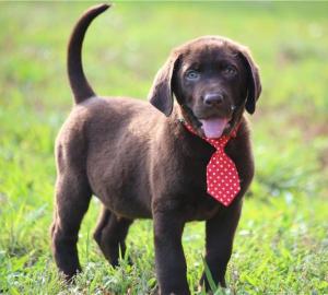 Labrado Retriever puppies