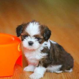 Sch�n kleinen Baby Shih Tzu Welpe