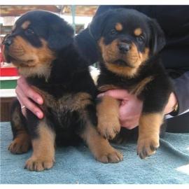 Typvolle Rottweiler Welpen( H?ndin) mit
