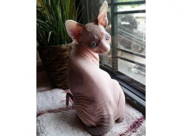 Qualit�t Sphynx K�tzchen verf�gbar. 