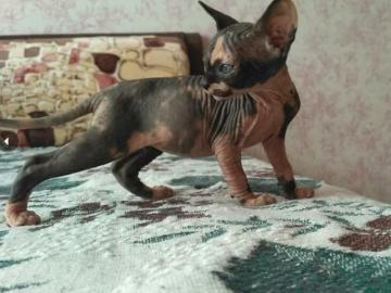 Qualit�t Sphynx K�tzchen verf�gbar. 