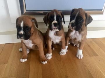 Verf?gbare Boxer Welpen jetzt fertig. 