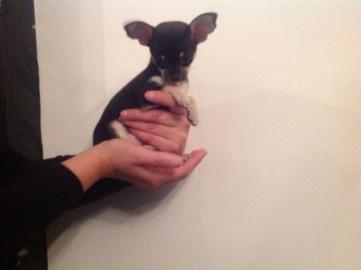 H�bsche Chihuahua-Welpen