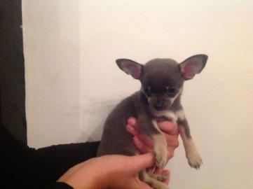H�bsche Chihuahua-Welpen