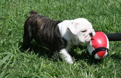 3 Wundersch�ne Englisch Bulldogge Welpen