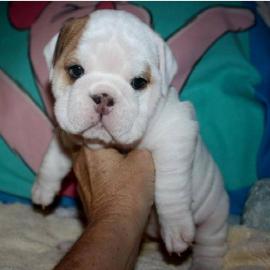 3 Wundersch�ne Englisch Bulldogge Welpen