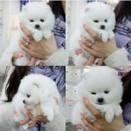 Super s??e Pomeranian Zwergspitz Welpen. 