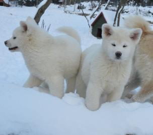 Japanischer Shiba Inu