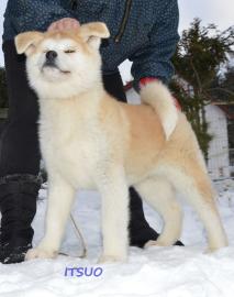 Japanischer Shiba Inu